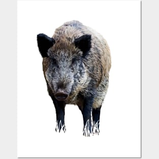 Wild boar Posters and Art